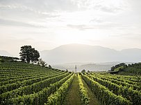 Il fascino del Pinot Bianco