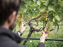 Degustazione di vini presso la tenuta Bergmannhof